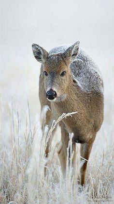 two deer standing next to each other on a field covered in snow and grass,