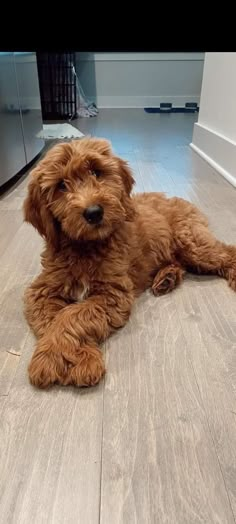 a brown dog laying on top of a hard wood floor