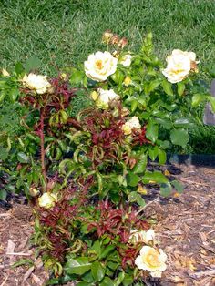 a bush with yellow and red flowers in the middle of some mulchy grass