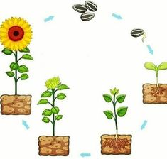 the life cycle of a sunflower is shown in three stages, from seed to flower