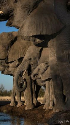 a herd of elephants standing next to each other on a dirt ground near water and grass