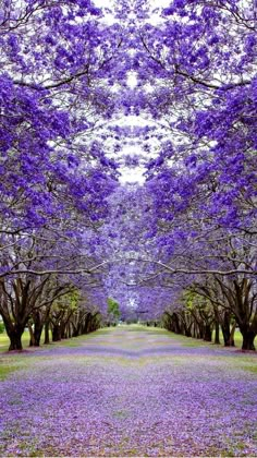 purple trees line the road in this park