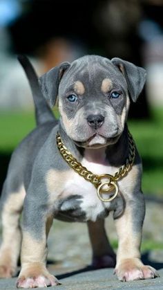 a small gray and brown dog standing on top of a cement ground with a gold chain around it's neck