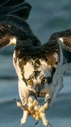 an ostrich is holding a fish in its talon while standing on the water