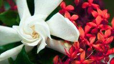 a white and red flower with green leaves