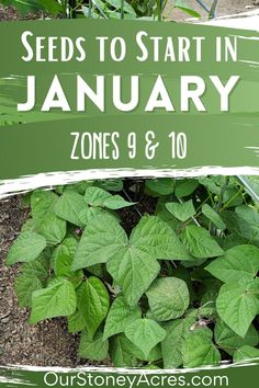 some plants that are growing out of the ground with text overlay reading seeds to start in january zones 9 & 10