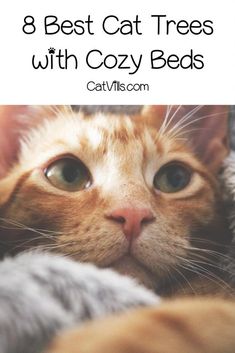 an orange cat laying on top of a bed with the words 8 best cat trees with cozy beds