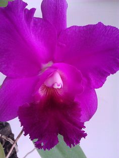 a purple flower with green stems in the foreground