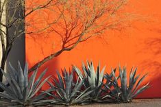 an orange wall with blue agave plants in front of it and a bare tree