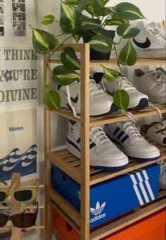 there is a shoe rack with shoes on it and a potted plant in the corner