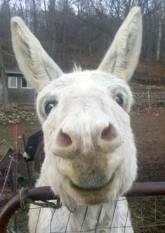 Smiling Animals, 얼굴 그리기, A Donkey, Oh Yes, 웃긴 사진, Happy Animals, Funny Animal Pictures