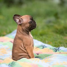 a small brown dog sitting on top of a blanket in the grass with it's head up