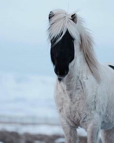 a white and black horse standing in the snow