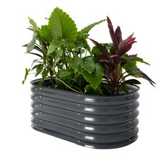 there is a planter with plants in it on the white background, which is also used as a decoration