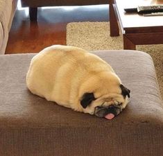 a pug dog laying on top of a couch in a living room next to a coffee table