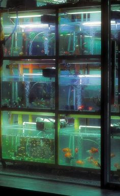 a woman standing in front of a fish tank filled with lots of different types of water