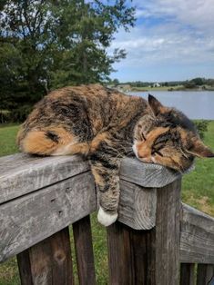 a cat laying on top of a wooden fence next to a lake and grass covered field