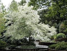 a large white tree sitting in the middle of a garden