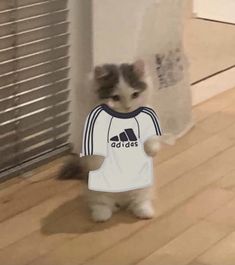 a small kitten is wearing a shirt and standing on the floor