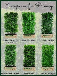 the different types of evergreens for privacy