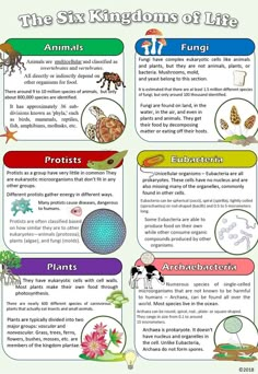 the six kingdoms of life poster with animals, plants and other things in it