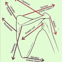 an image of the location of the elbow and tendor in which it is located