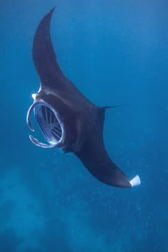 a manta ray swims through the water with its mouth open to look at something