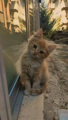 an orange kitten sitting on the edge of a window sill