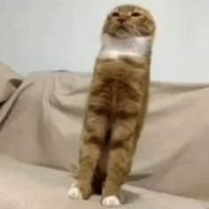 an orange and white cat sitting on top of a couch