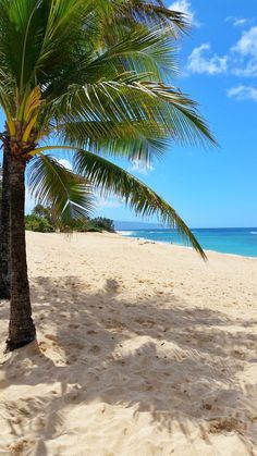 a palm tree sitting on top of a sandy beach