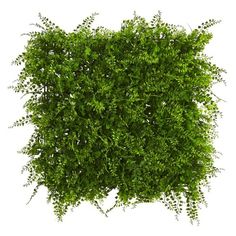 the top view of a green bush on a white background