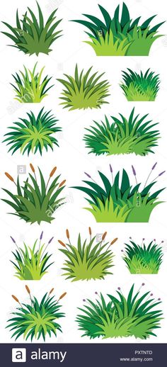 the different types of grass and plants