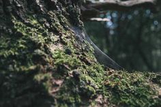 moss growing on the bark of a tree