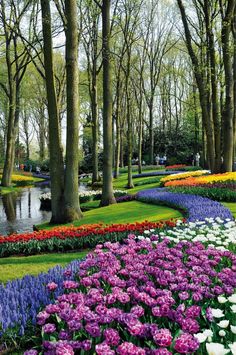 colorful flowers and trees in the middle of a park