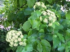 some white flowers and green leaves on a tree