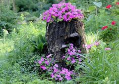 purple flowers growing out of the bark of a tree stump in a garden filled with green grass and wildflowers