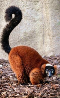 a brown and black animal standing on top of leaves