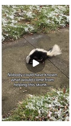 an image of a skunk on the ground with a caption that reads nobody could have known what would come from helping this skunk