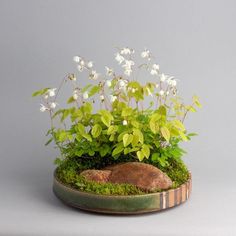 a potted plant sitting on top of a wooden bowl filled with moss and white flowers