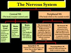 the nervous system is an organ that has many functions to function and function, including