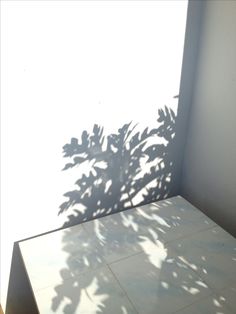 a plant casts a shadow on the wall next to a table with a bench underneath it