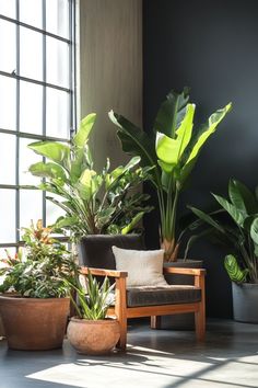 some plants are sitting in pots on the floor next to a chair and window sill