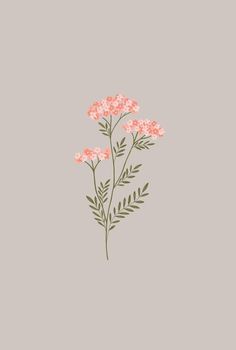 some pink flowers on a gray background