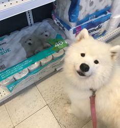 a white dog sitting on top of a tiled floor