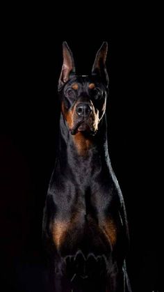 a large black and brown dog standing on top of a wooden floor in front of a black background