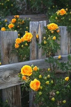 yellow roses growing on the side of a wooden fence