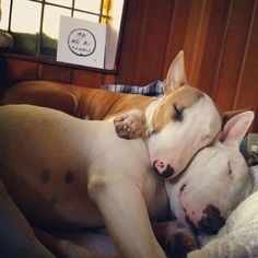 two dogs are sleeping together on the bed