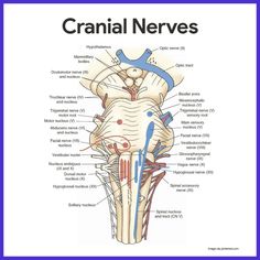 the cranin nervous system is labeled in blue and white, with words below it