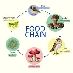 the food chain is labeled with different types of animals and insects in it's diagram