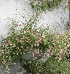 a potted plant with pink and white flowers in front of a wall covered in greenery